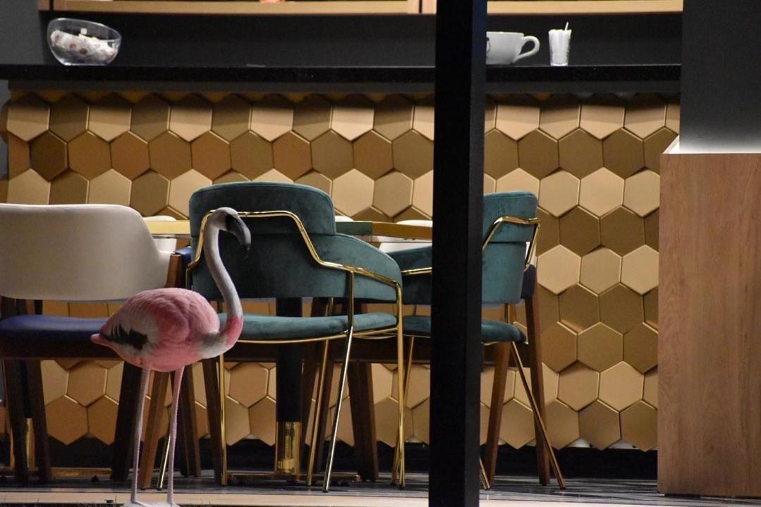 Hotel Arda Velipojë Eksteriør billede